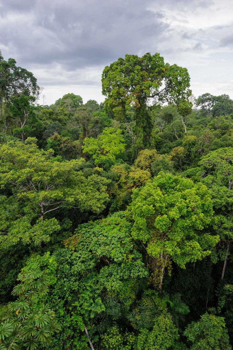 Tropisk træ - bæredygtigt skovbrug i praksis.