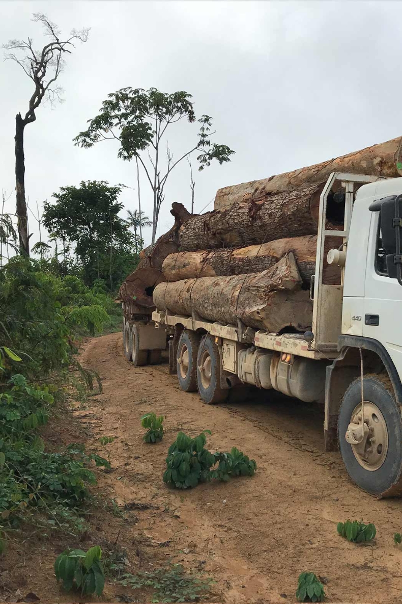 Historie i medierne omkring import af ulovligt brasiliansk træ.