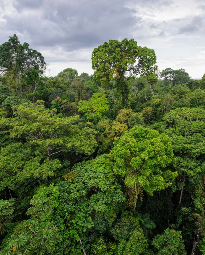 Tropisk træ - bæredygtigt skovbrug i praksis.